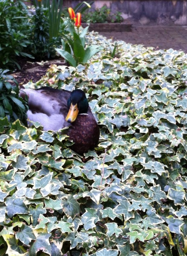 kings duck