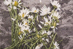 Marguerites on a Monday morning