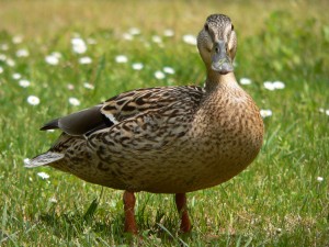 pity the queen doesn't protect these beauties