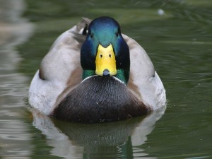 the ducks will have their revenge