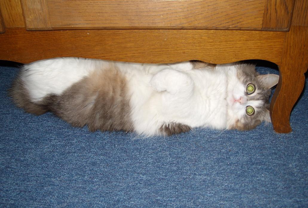 Channel your inner feisty cat