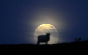 This one's known in the community as Al-baa-rt Einstein. Sheep love puns.
