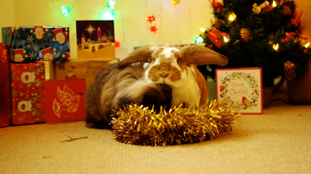 The rabbits definitely steal the show