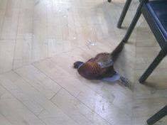 Its fine to eat a bird that's full of lead, but not one that's full of glass, apparently