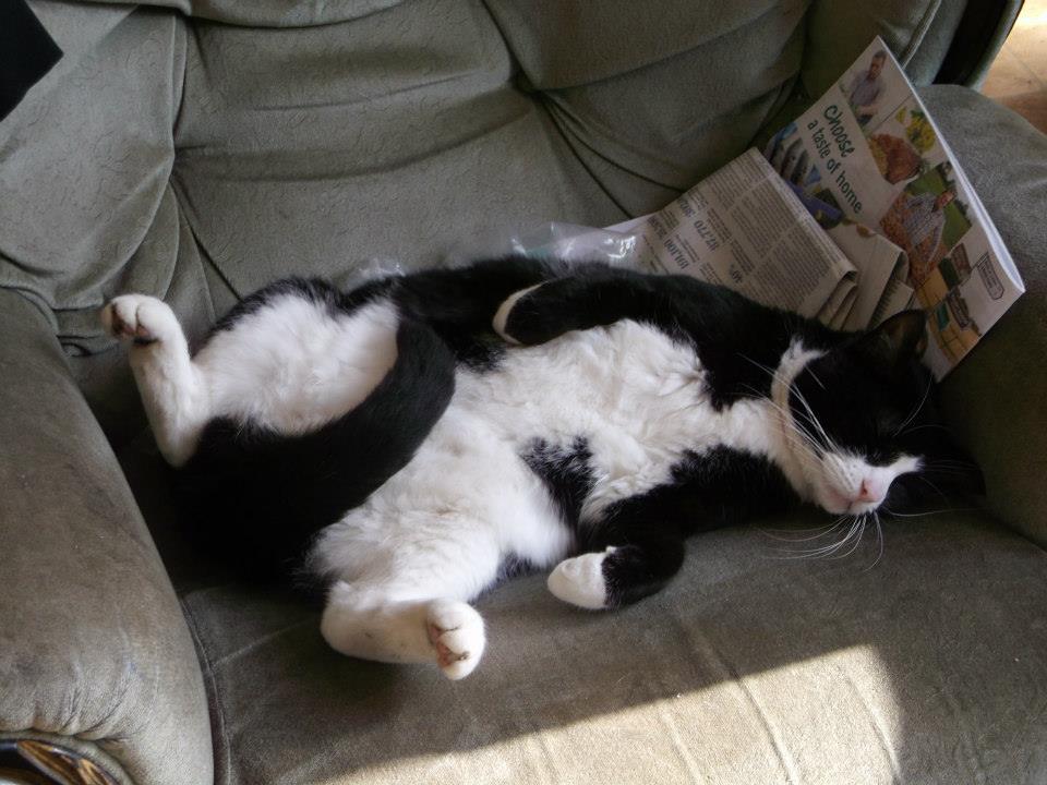pangur +newspapers