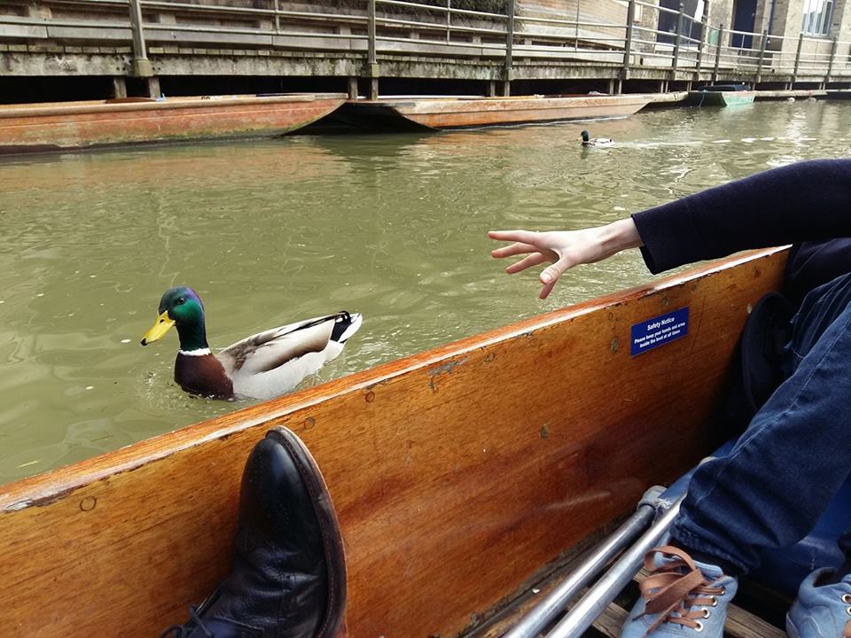 Why can't punters just be like this duck and simply get along?