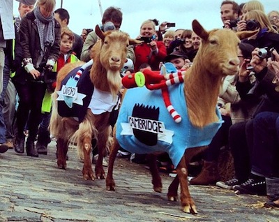 goats-racing1