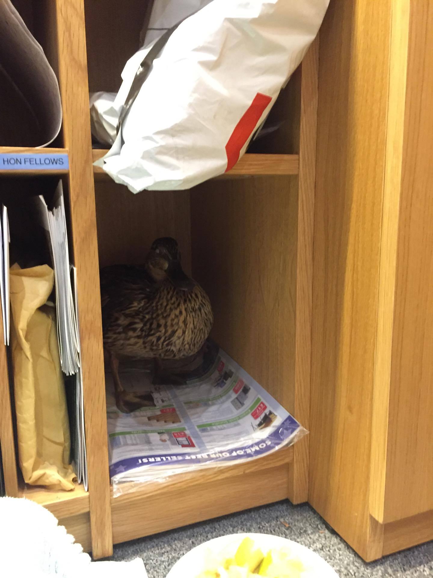 Duckpics.
