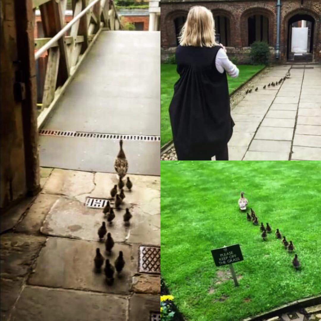 DucksMarchTab