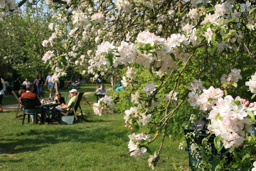 orchard-tea-garden-grantchester-cambridgeshire-conde-nast-traveller-11aug15-pr_1440x960