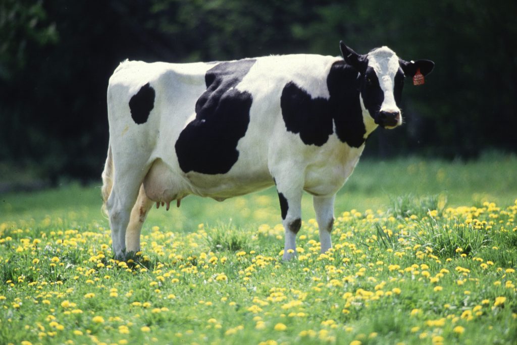 Animal fat was clearly not a good moove