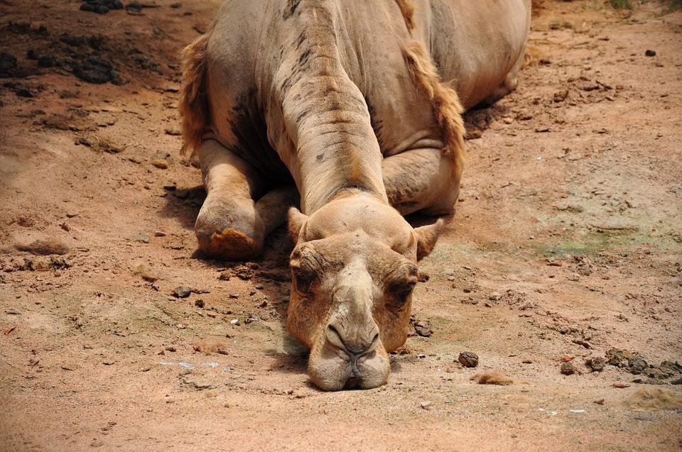 I feel your boredom stock image Camel