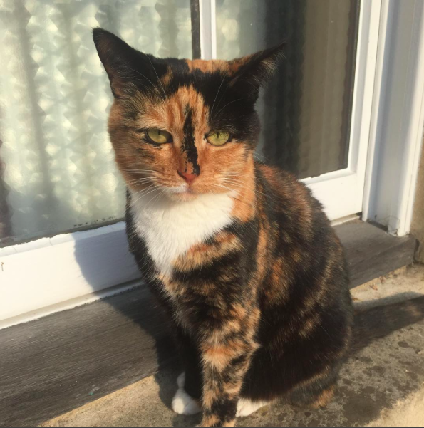 She's a strong, independent cat who doesn't need no college. 