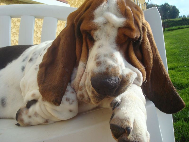 Image may contain: Pet, Mammal, Hound, Dog, Canine, Beagle, Animal