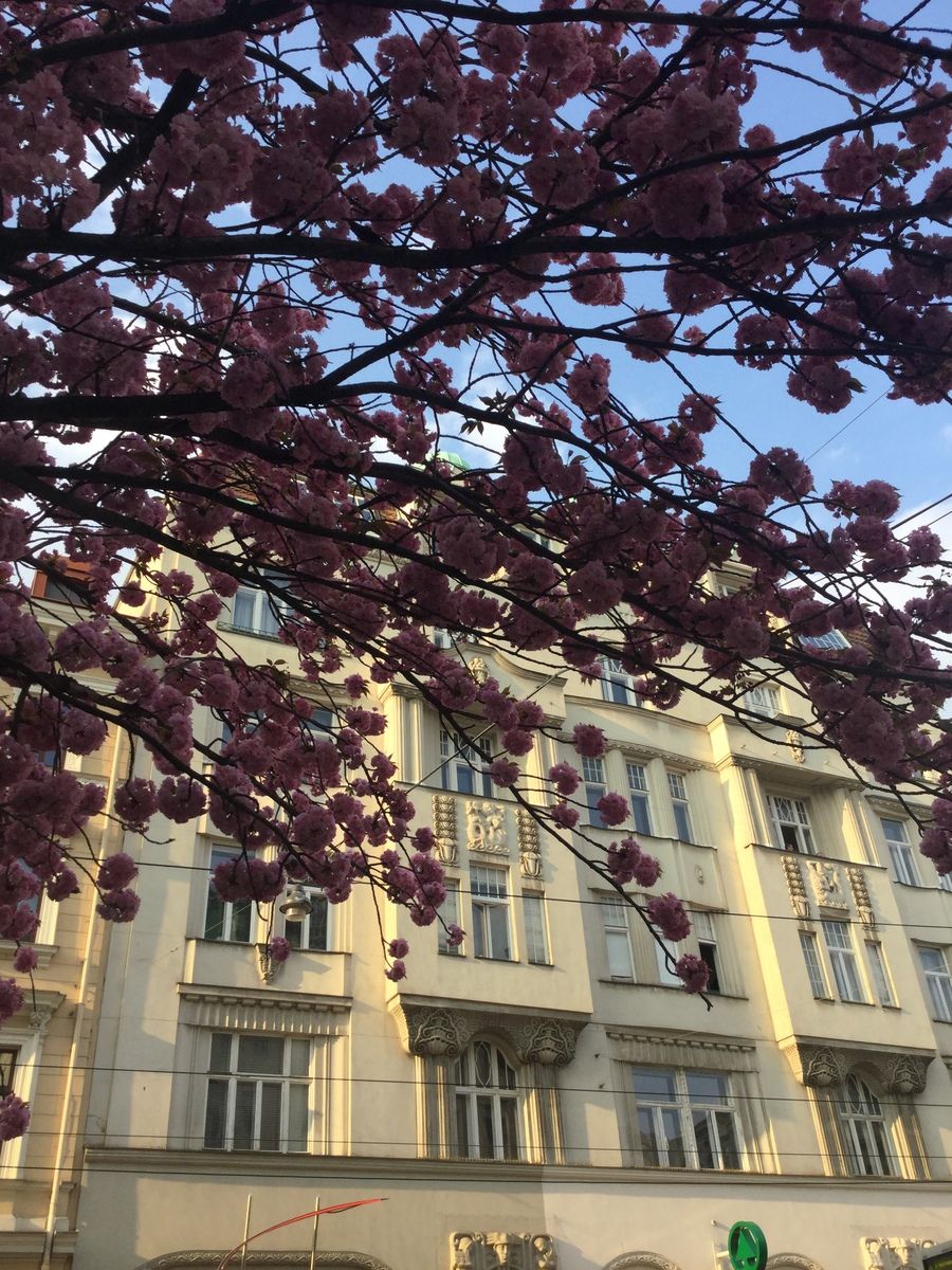 Image may contain: Potted Plant, High Rise, Building, Apartment Building, Cherry Blossom, Plant, Flower, Flora, Blossom