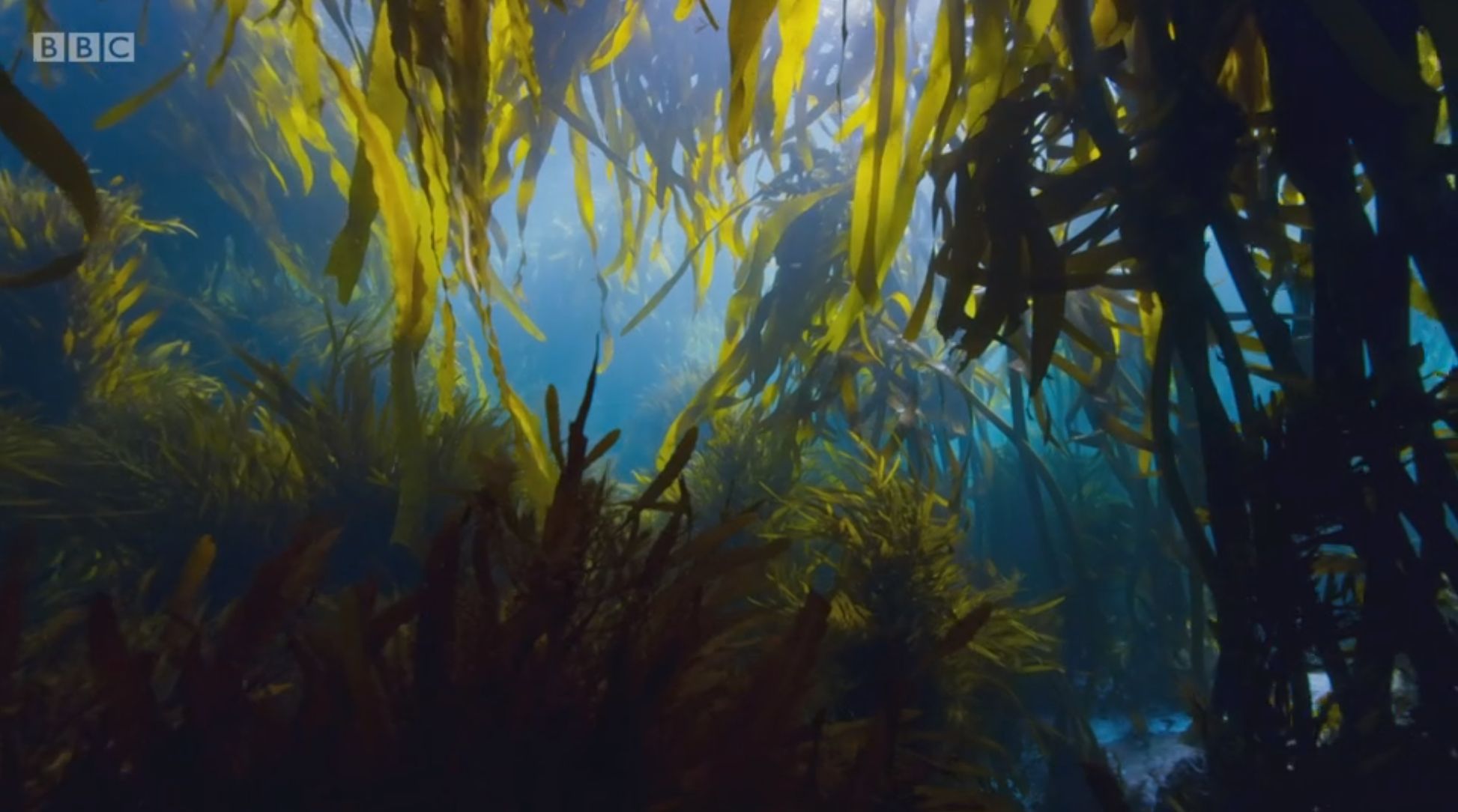 Image may contain: Sea, Reef, Outdoors, Coral Reef, Seaweed, Water, Sea Life, Aquatic, Aquarium