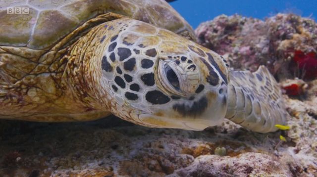 Image may contain: Turtle, Tortoise, Sea Life, Reptile