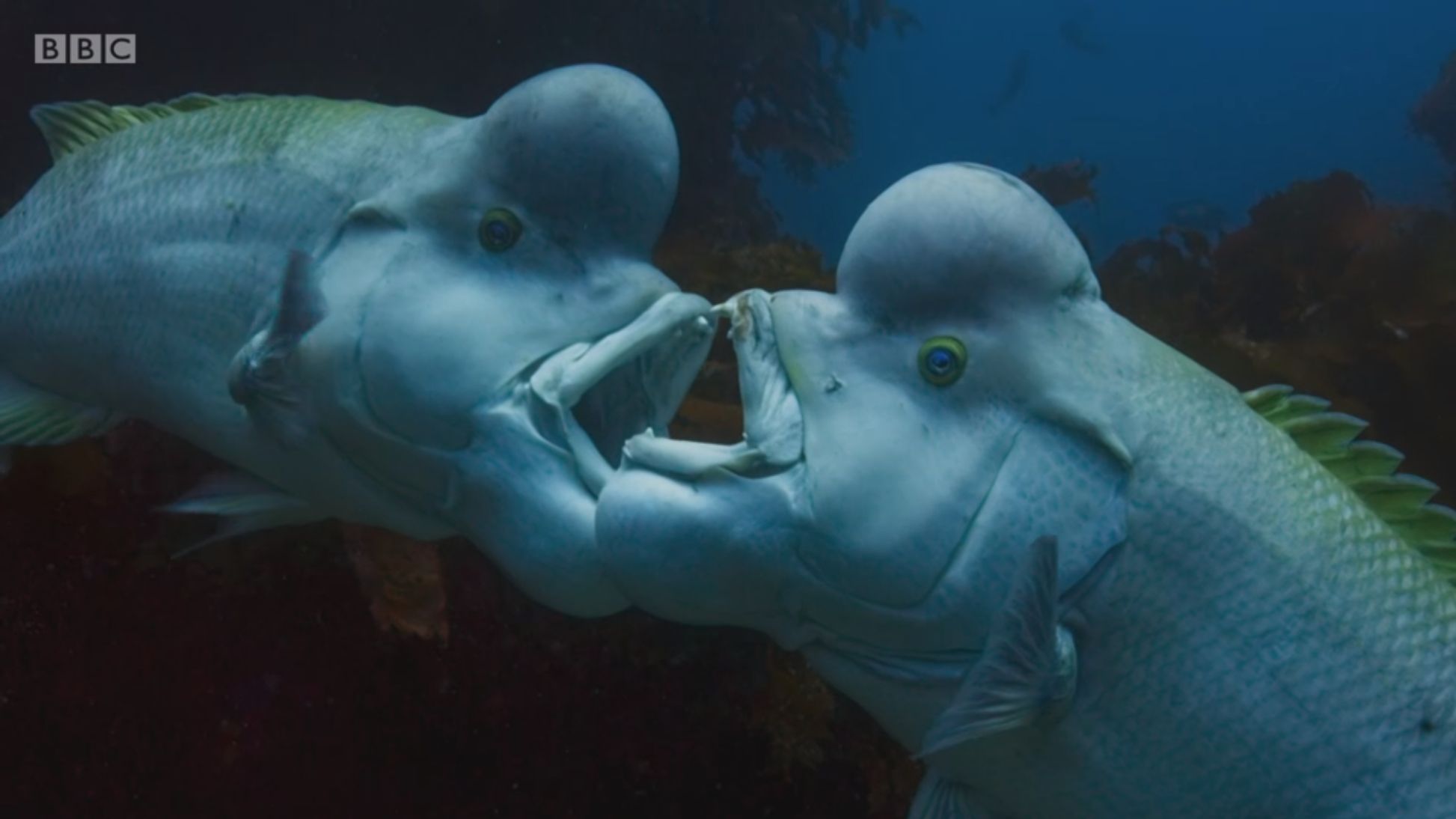 Image may contain: Water, Aquatic, Aquarium, Sea Life, Fish