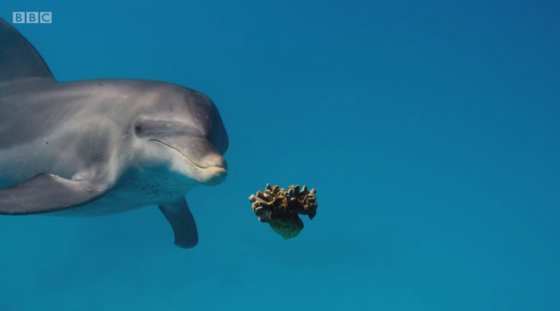Image may contain: Water, Sea, Reef, Outdoors, Coral Reef, Sea Life, Fish, Dolphin, Animal