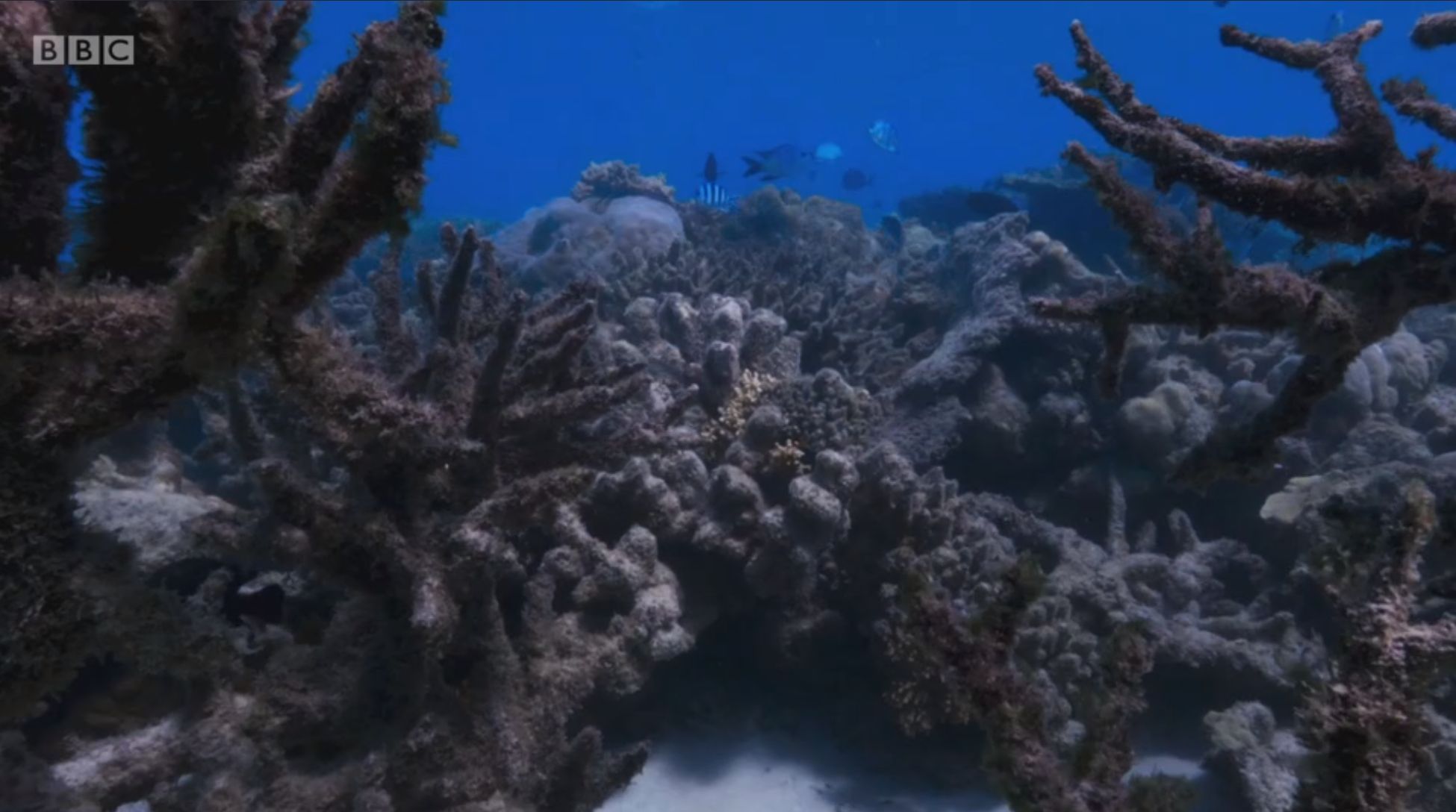 Image may contain: Water, Sea Life, Sea, Reef, Outdoors, Coral Reef
