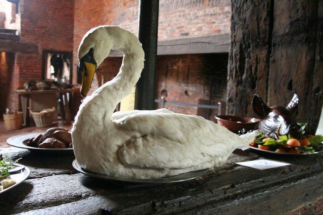 Image may contain: Waterfowl, Goose, Bowl, Bird, Beak, Animal