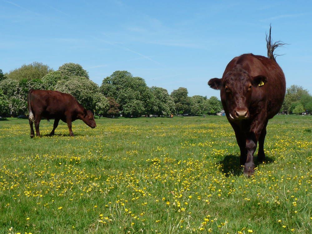 Image may contain: Rural, Pasture, Outdoors, Nature, Meadow, Grassland, Field, Farm, Countryside, Mammal, Cow, Cattle, Animal