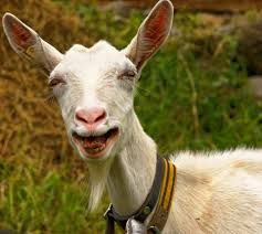Image may contain: Mammal, Goat, Animal