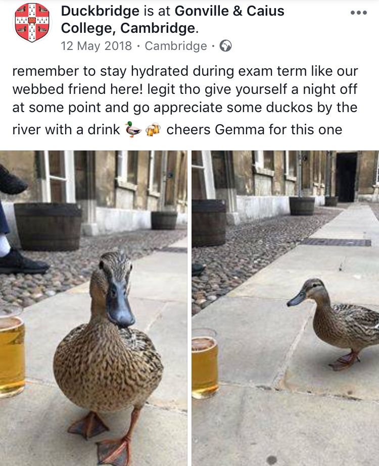 Image may contain: Alcohol, Drink, Beverage, Beak, Mallard, Person, Human, Poultry, Chicken, Fowl, Waterfowl, Animal, Duck, Bird