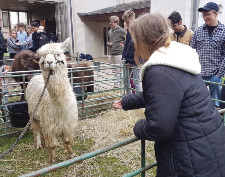 Image may contain: Sheep, Llama, Mammal, Alpaca, Animal, Human, Person