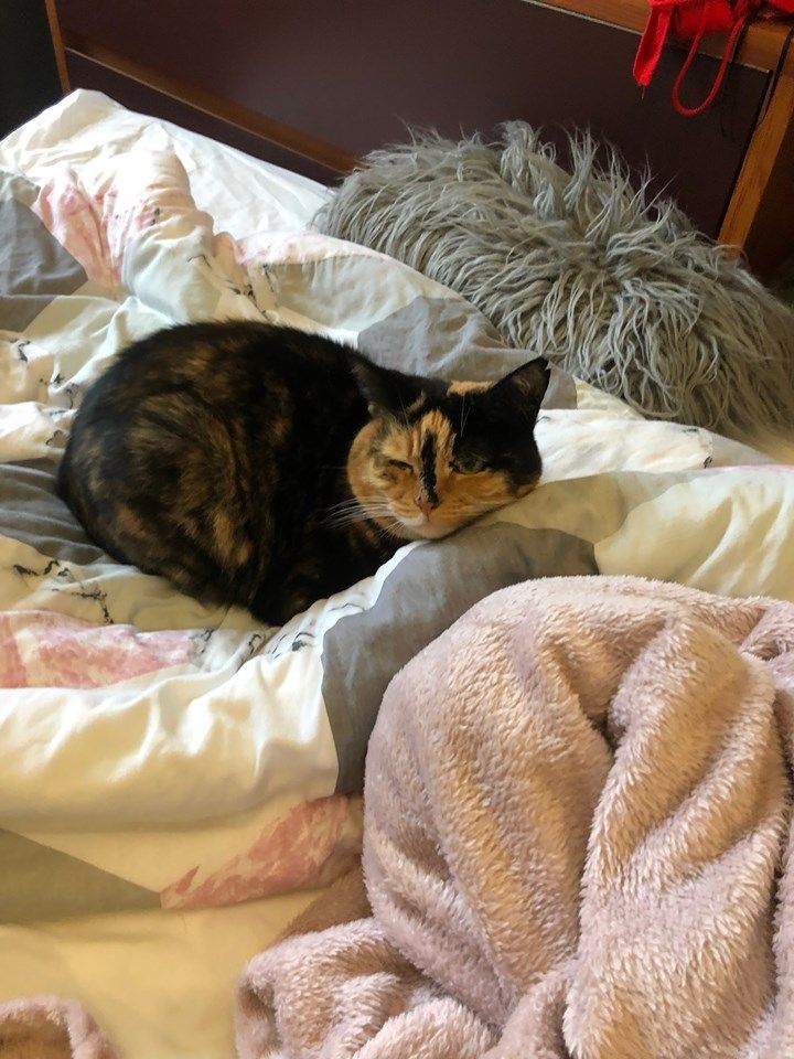 Image may contain: Wood, Room, Bedroom, Indoors, Interior Design, Home Decor, Bed, Couch, Mammal, Animal, Pet, Cat, Blanket, Furniture