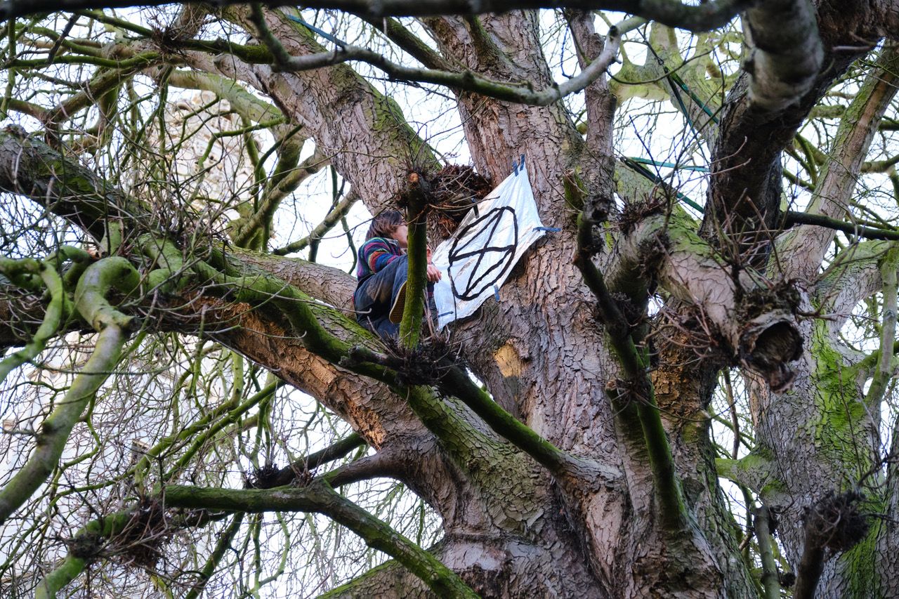 Image may contain: Animal, Bird, Human, Person, Tree Trunk, Tree, Plant