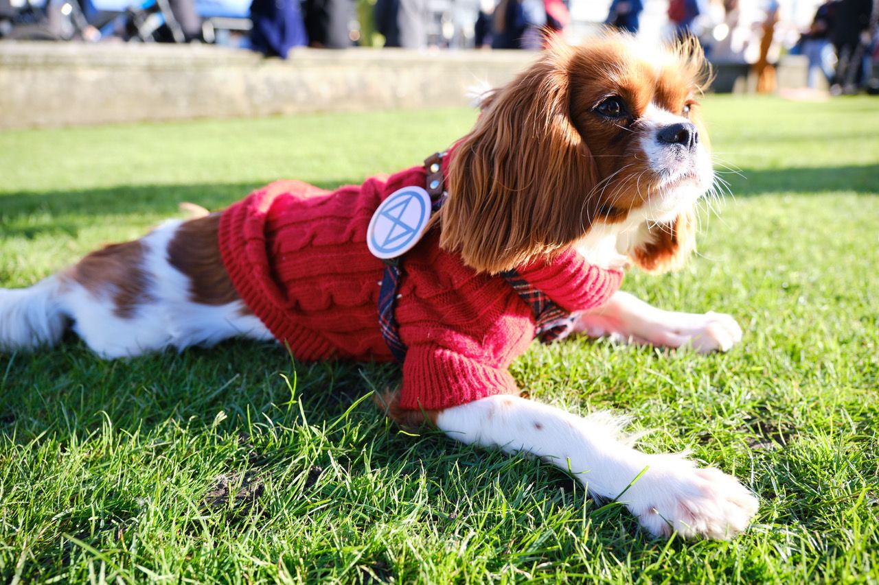 Image may contain: Clothing, Apparel, Puppy, Lawn, Person, Human, Canine, Animal, Pet, Dog, Mammal, Plant, Grass