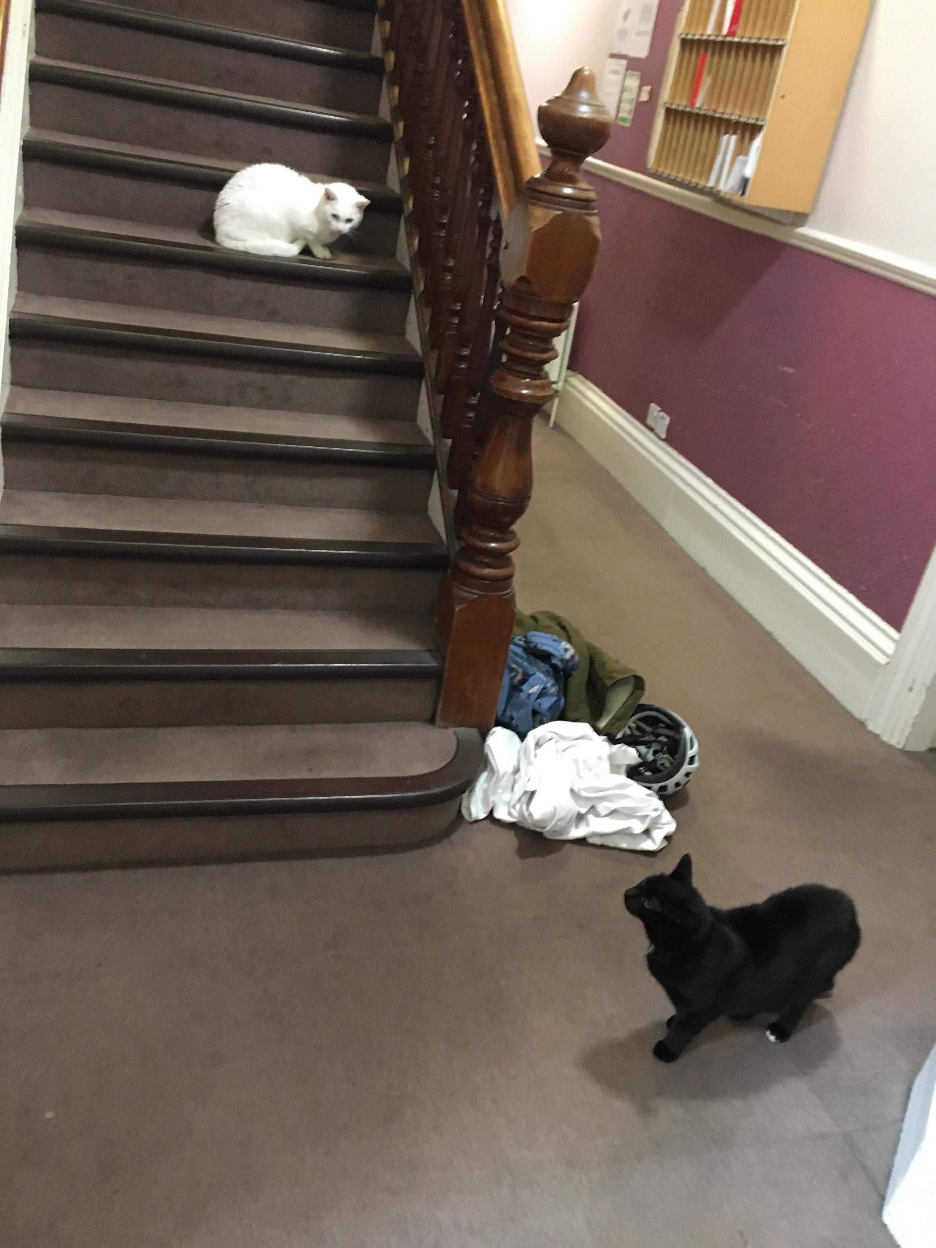 Image may contain: Dog, Canine, Pet, Animal, Cat, Mammal, Shoe, Footwear, Floor, Staircase, Clothing, Apparel, Hardwood, Flooring, Wood