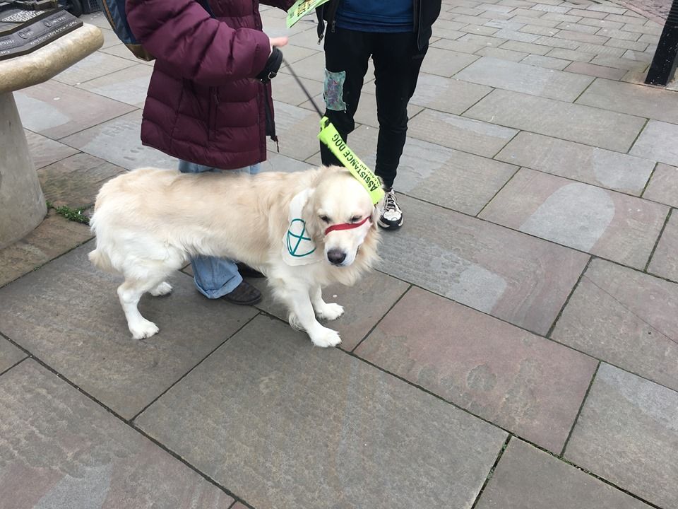 Image may contain: Flagstone, Leash, Person, Human, Canine, Animal, Mammal, Dog, Pet, Apparel, Clothing, Footwear, Shoe, Strap