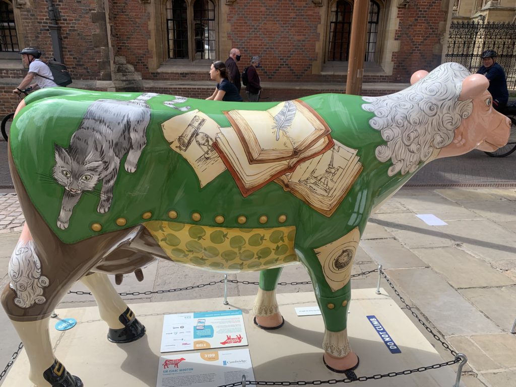 Cow statue made to look like Isaac Newton, with hair and waistcoat