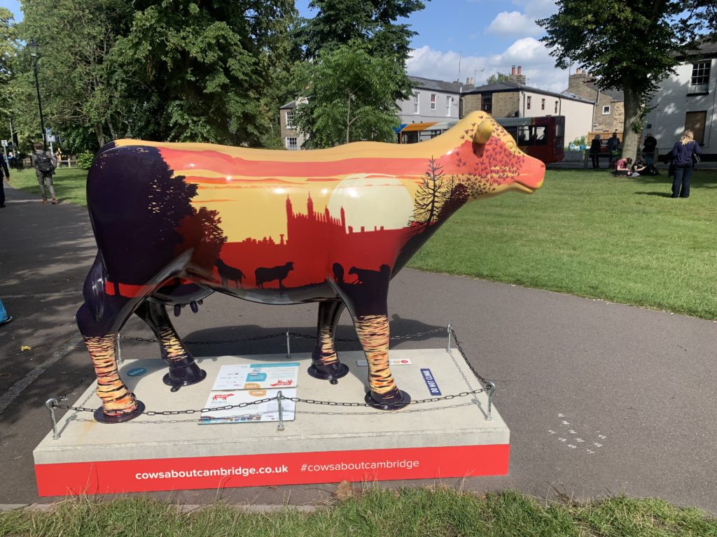 A cow painted with the sunset and a view of Kings College