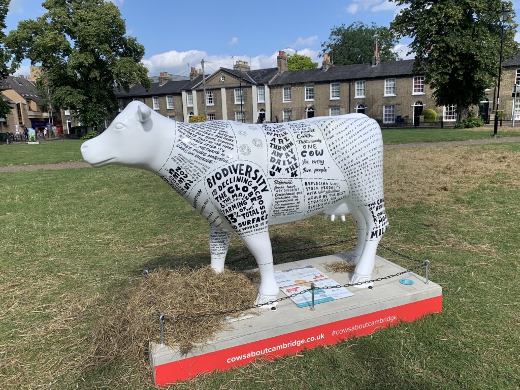 White cow covered in environmental messages