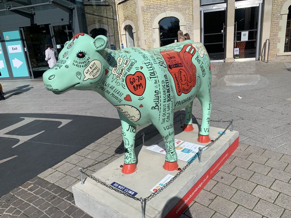 Mint coloured cow covered in cow facts