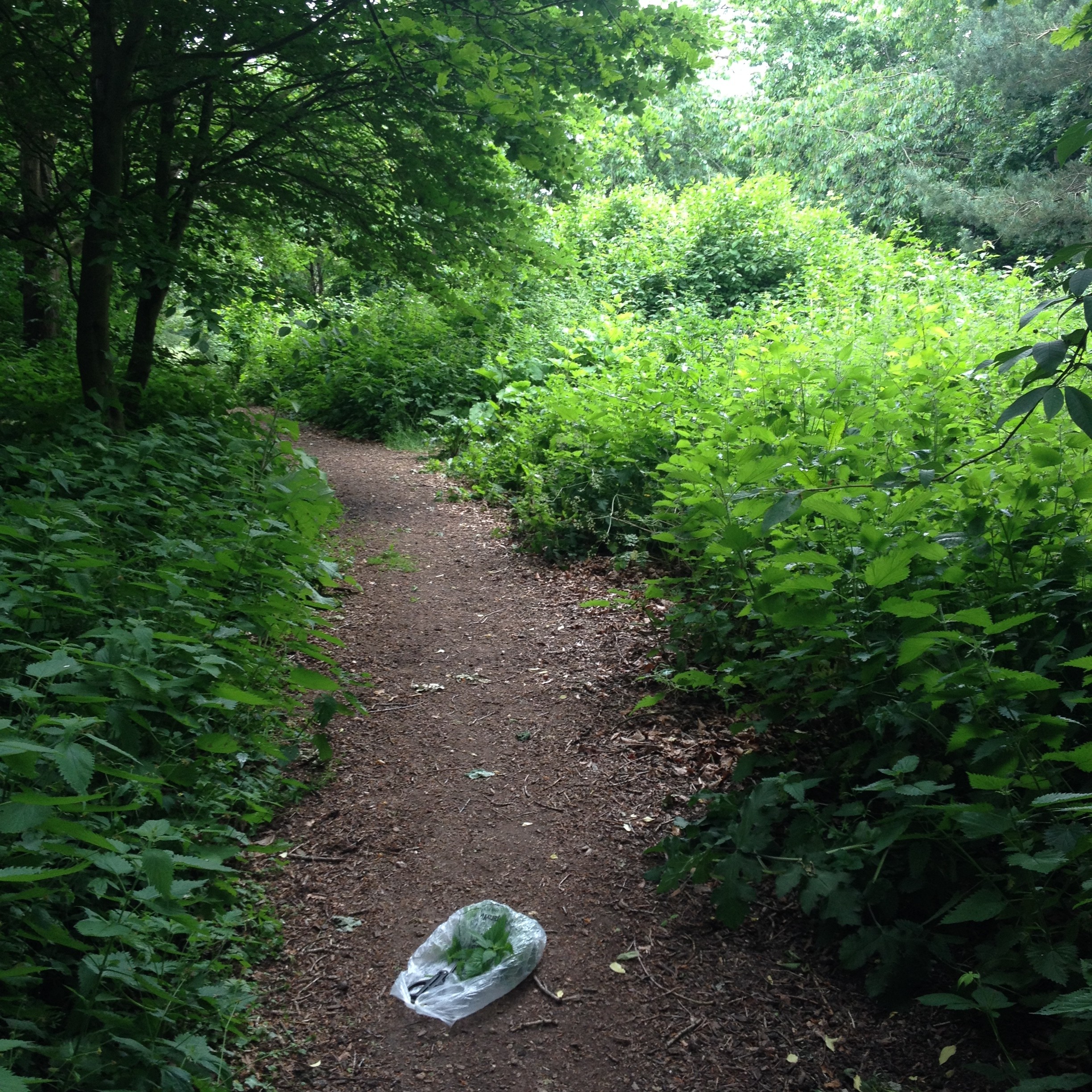 Nettle heaven on campus.
