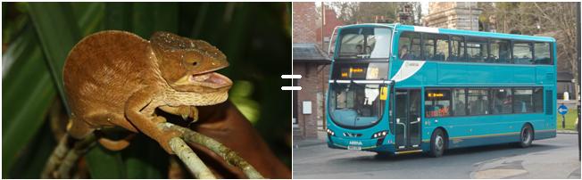 chameleonbus