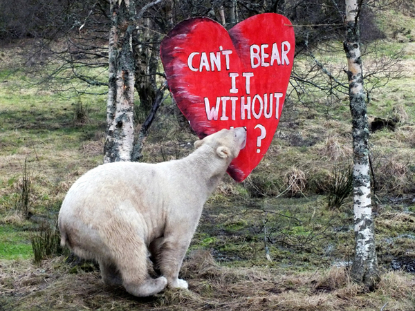 walker-polar-bear-valentine-120214