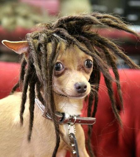 Dog Marley