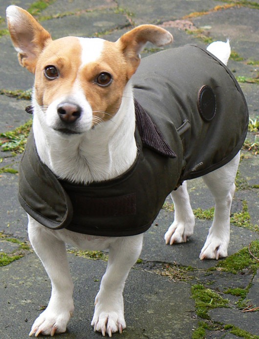 Are we going for a walk yah?