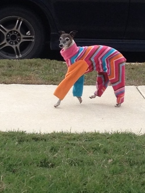 Stripes are the new craze