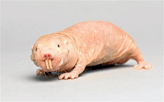 naked mole rat