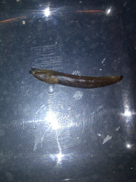 A slug found dried under my sofa in second year