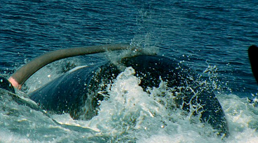 A Southern Right whale dick.