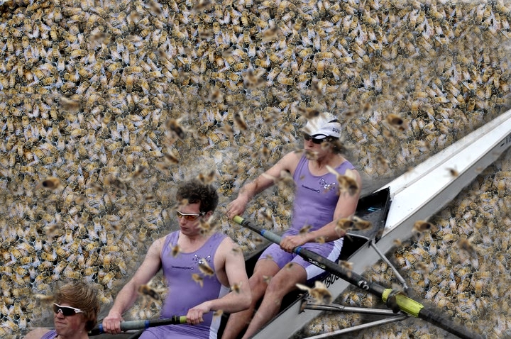 RowingBees
