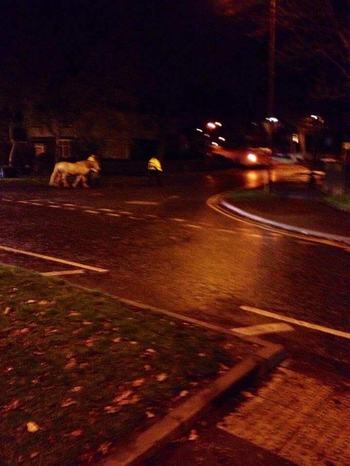 Horsey!