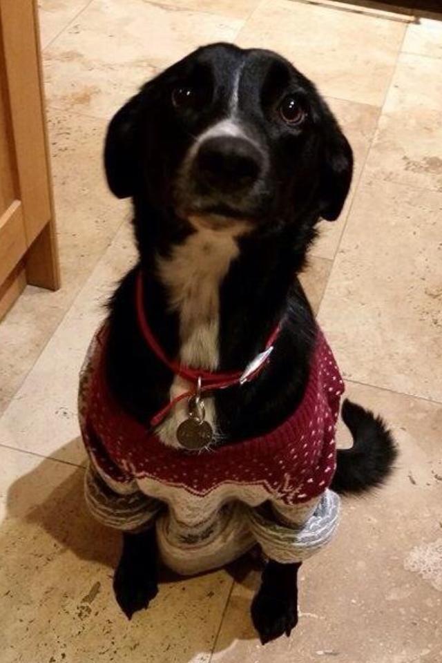 Ash works the wintry knit